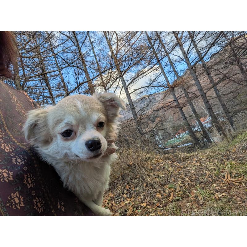 販売中の長野県のチワワ(ロングコート)-429506の5枚目