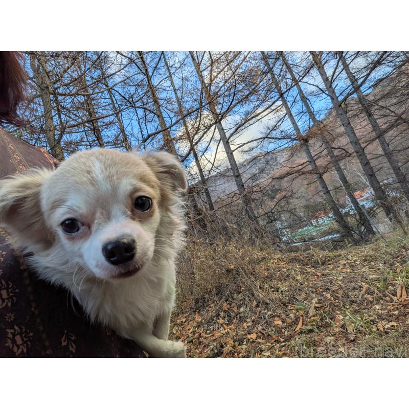 販売中の長野県のチワワ(ロングコート)-429506の3枚目