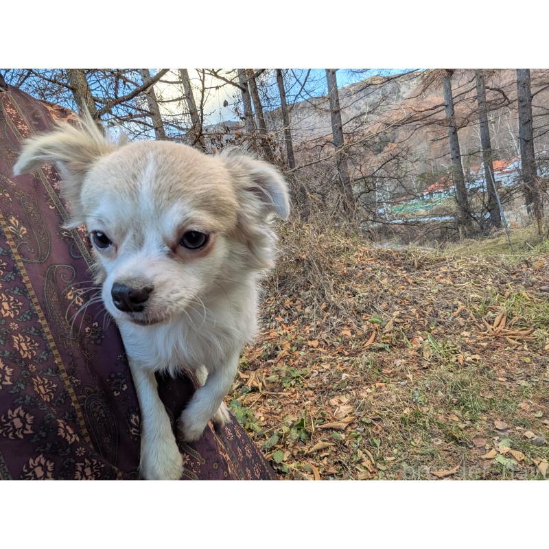 販売中の長野県のチワワ(ロングコート)-429506の2枚目