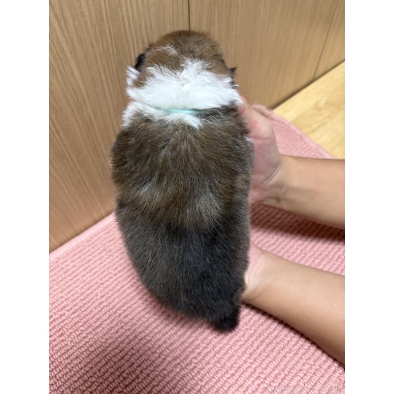 販売中の愛知県のシェットランドシープドッグ(シェルティ)-429507の5枚目