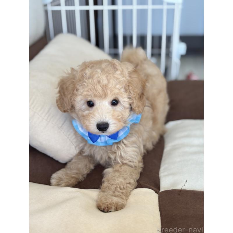 成約済の福岡県のトイプードル-426471の3枚目