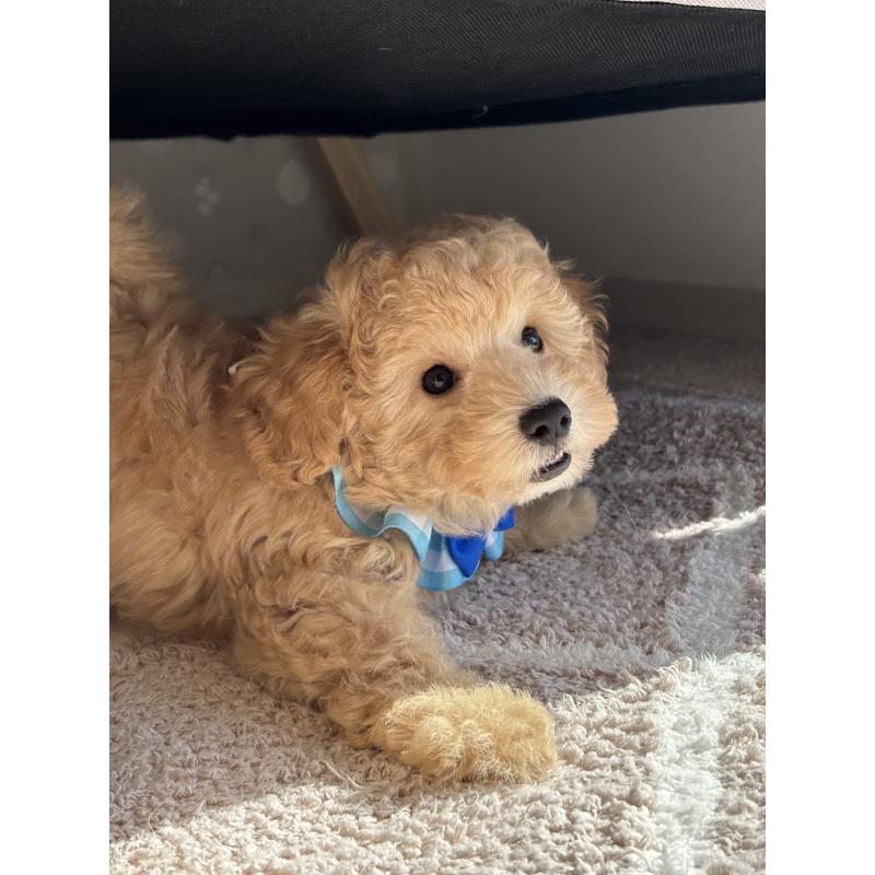 成約済の福岡県のトイプードル-426471の2枚目