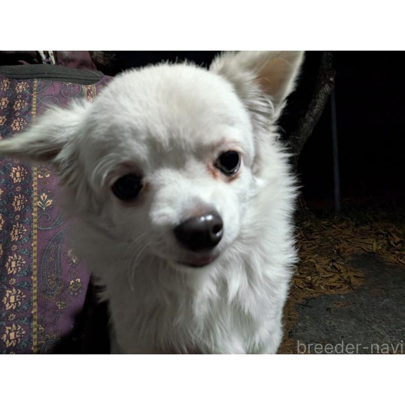 販売中の長野県のチワワ(ロングコート)-429508の5枚目