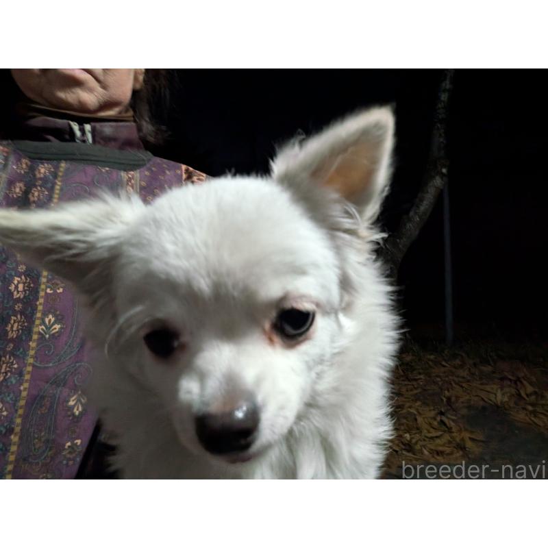 販売中の長野県のチワワ(ロングコート)-429508の4枚目