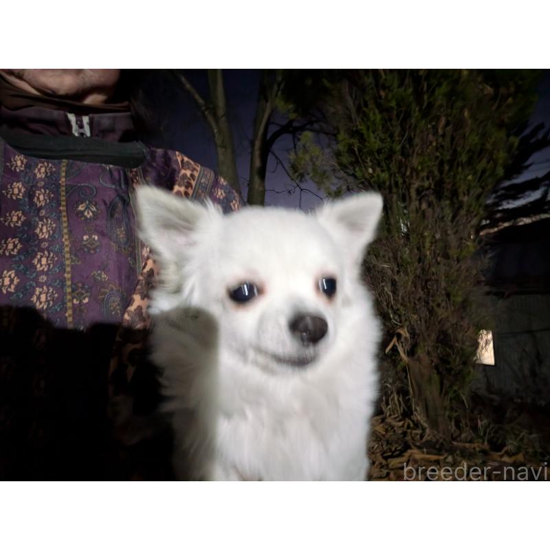 販売中の長野県のチワワ(ロングコート)-429508の3枚目