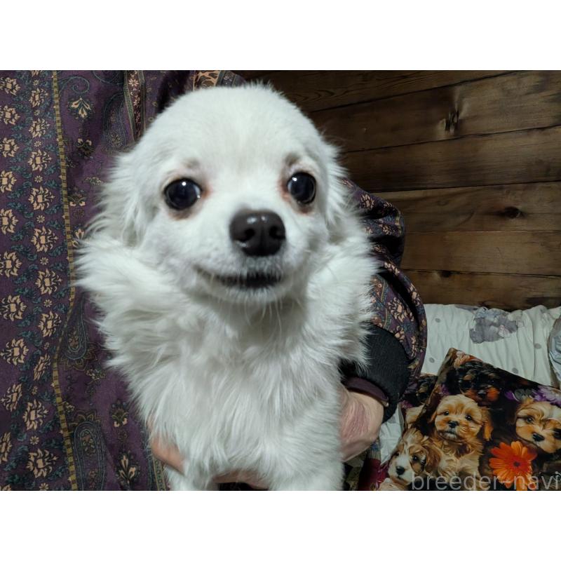 販売中の長野県のチワワ(ロングコート)-429508の2枚目