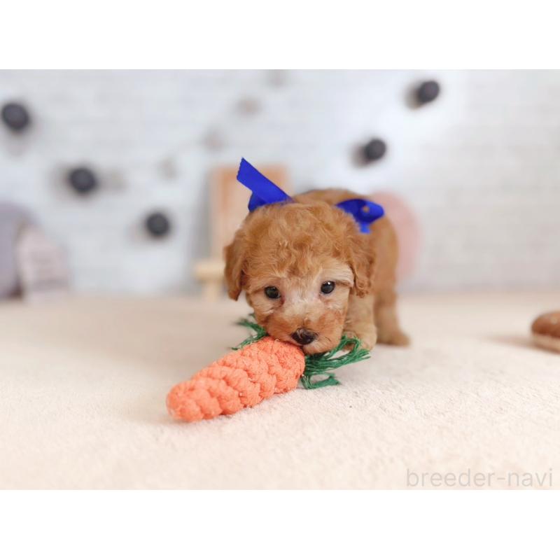 販売中の北海道のトイプードル-429510の4枚目