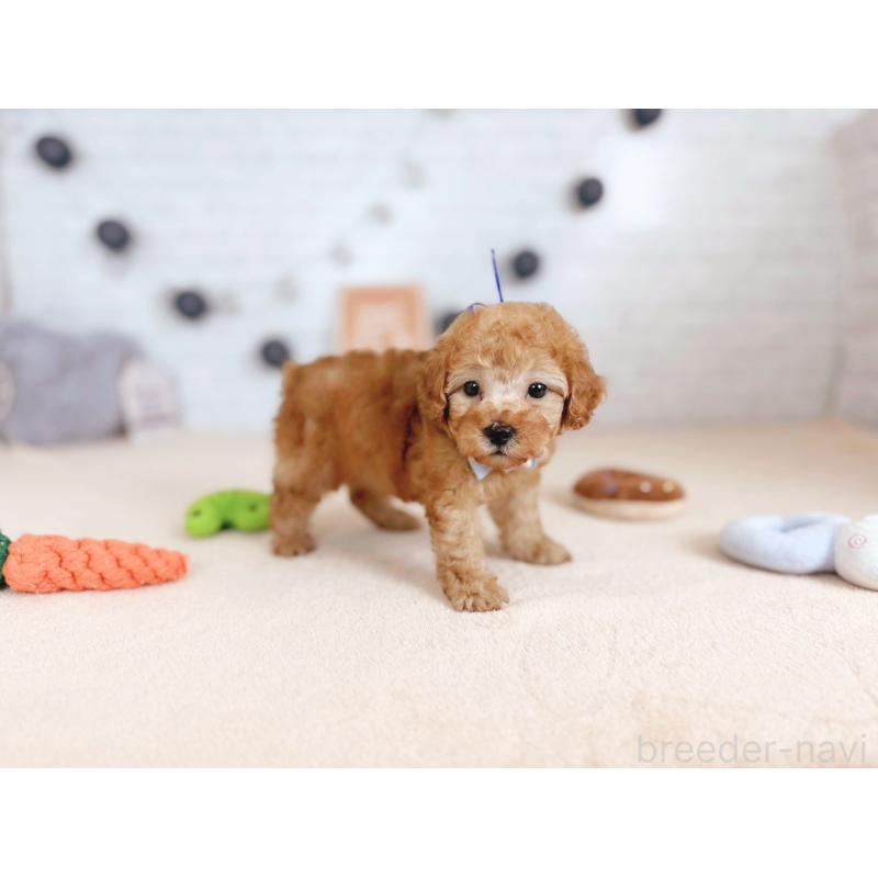 販売中の北海道のトイプードル-429510の3枚目