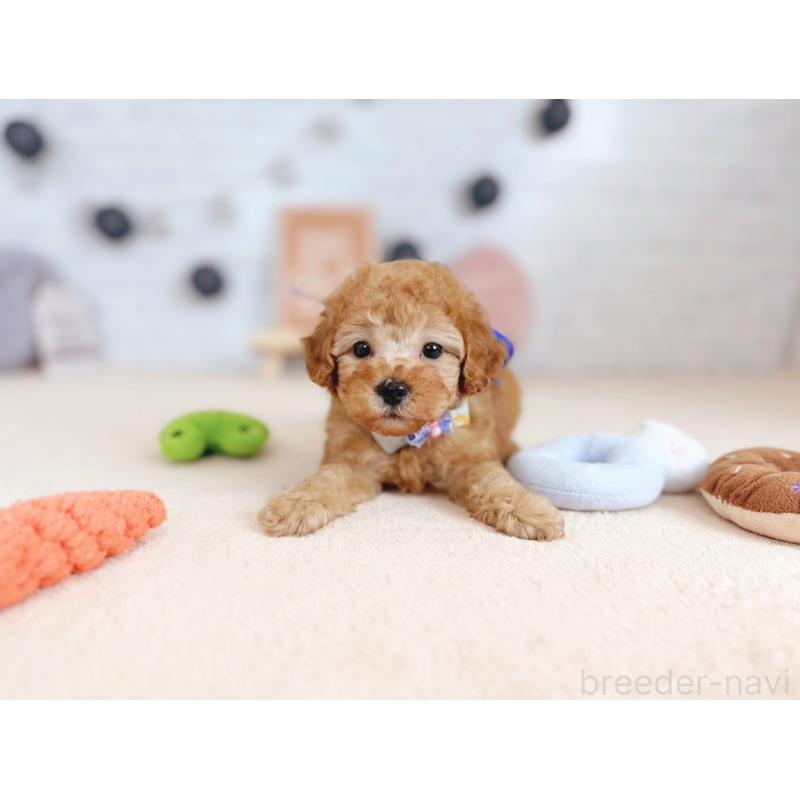 販売中の北海道のトイプードル-429510の2枚目