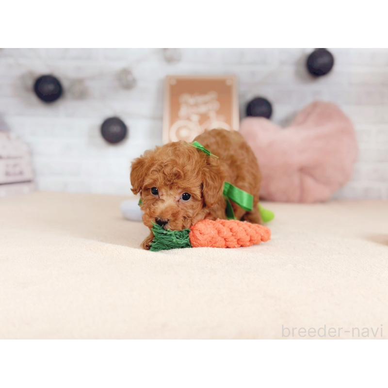 販売中の北海道のトイプードル-429511の4枚目