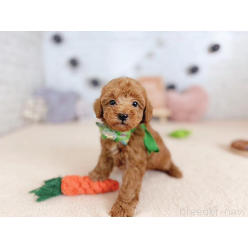 販売中の北海道のトイプードル-429511の3枚目