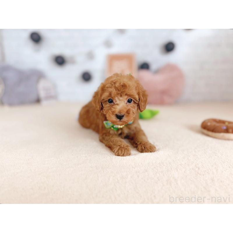 販売中の北海道のトイプードル-429511の2枚目