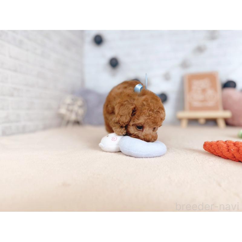 販売中の北海道のトイプードル-429512の4枚目