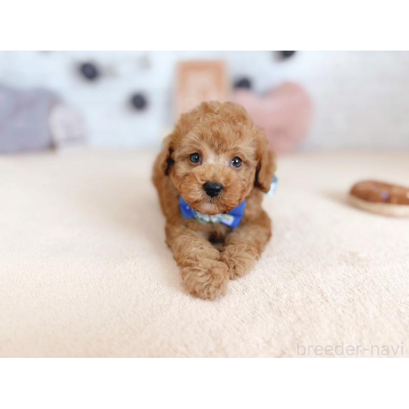 販売中の北海道のトイプードル-429512の3枚目