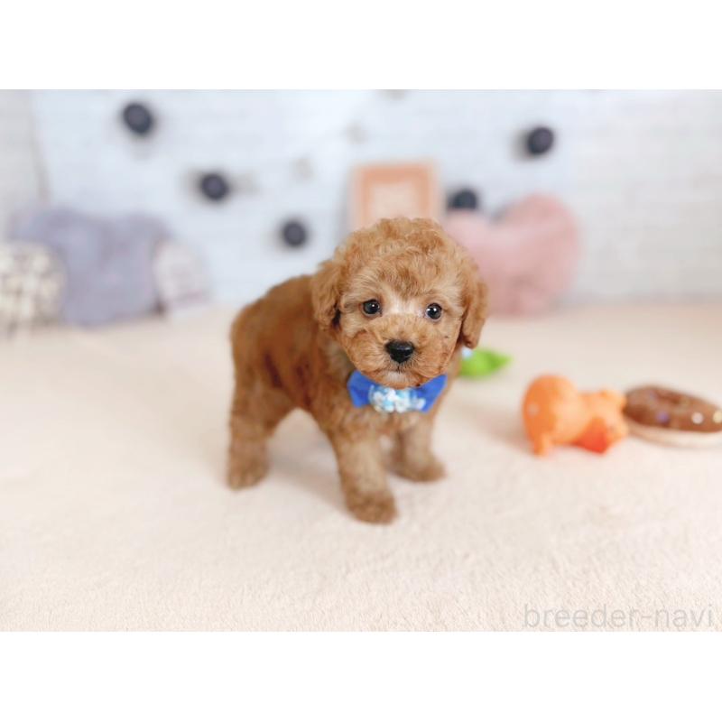 販売中の北海道のトイプードル-429512の2枚目