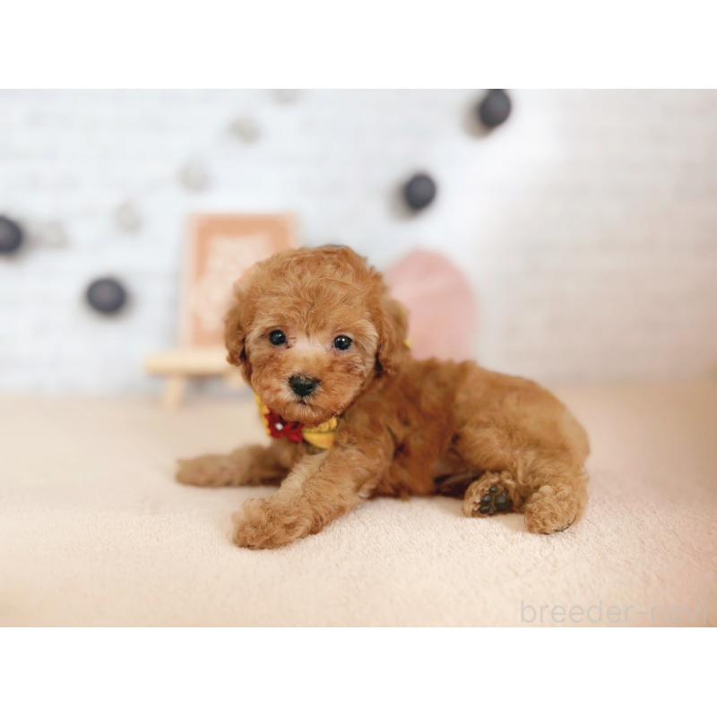 販売中の北海道のトイプードル-429513の4枚目