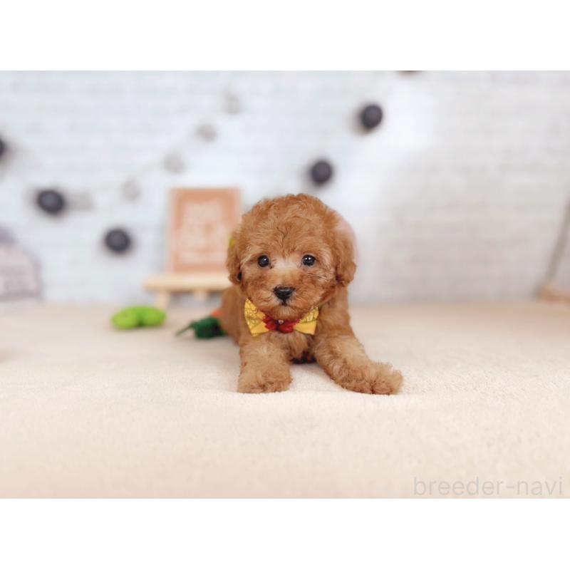 販売中の北海道のトイプードル-429513の3枚目