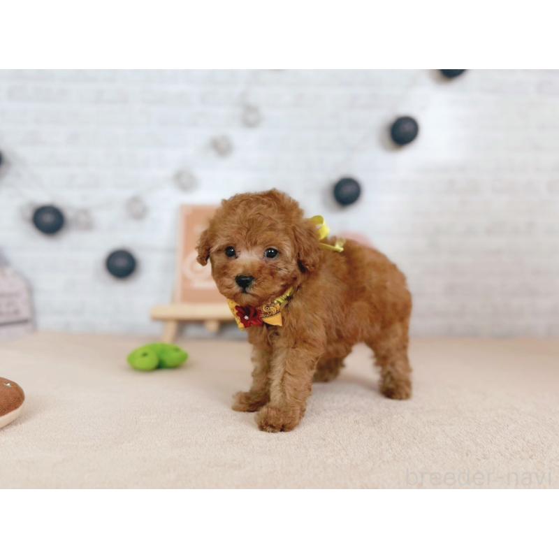 販売中の北海道のトイプードル-429513の2枚目