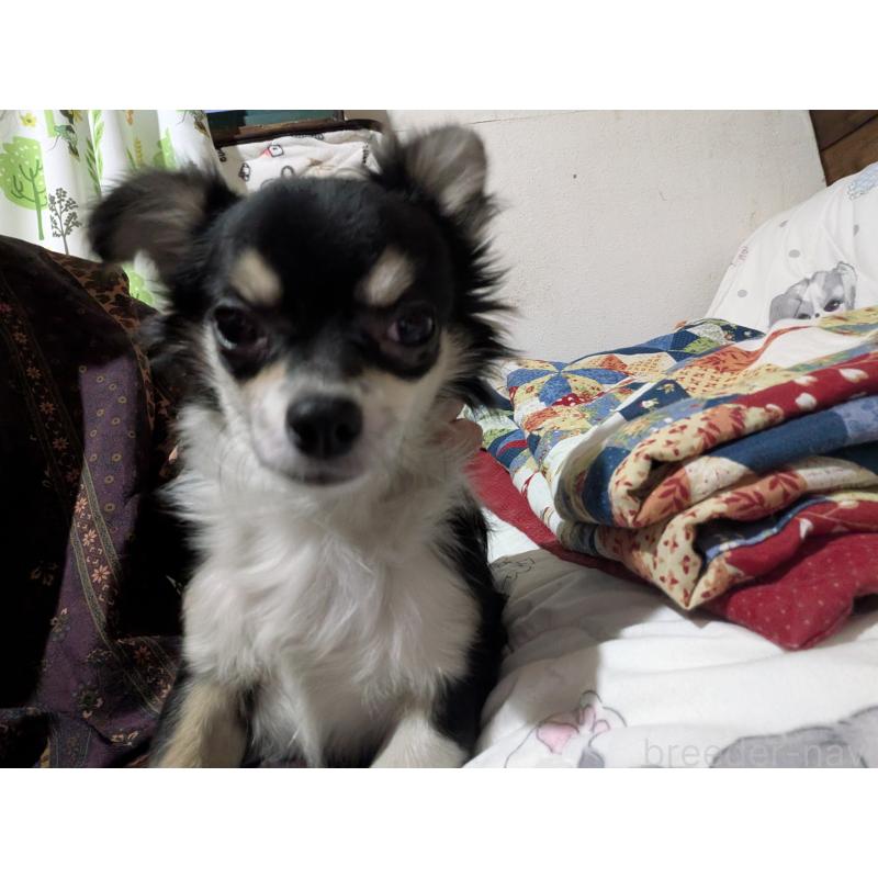 販売中の長野県のチワワ(ロングコート)-429514の5枚目