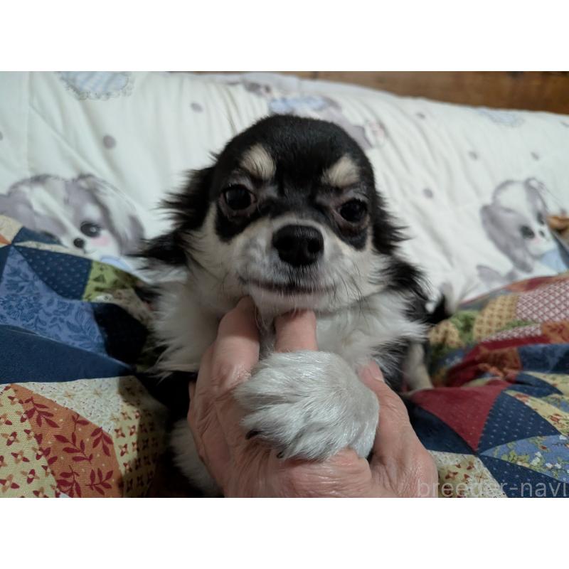 販売中の長野県のチワワ(ロングコート)-429514の4枚目