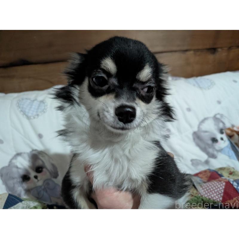 販売中の長野県のチワワ(ロングコート)-429514の3枚目