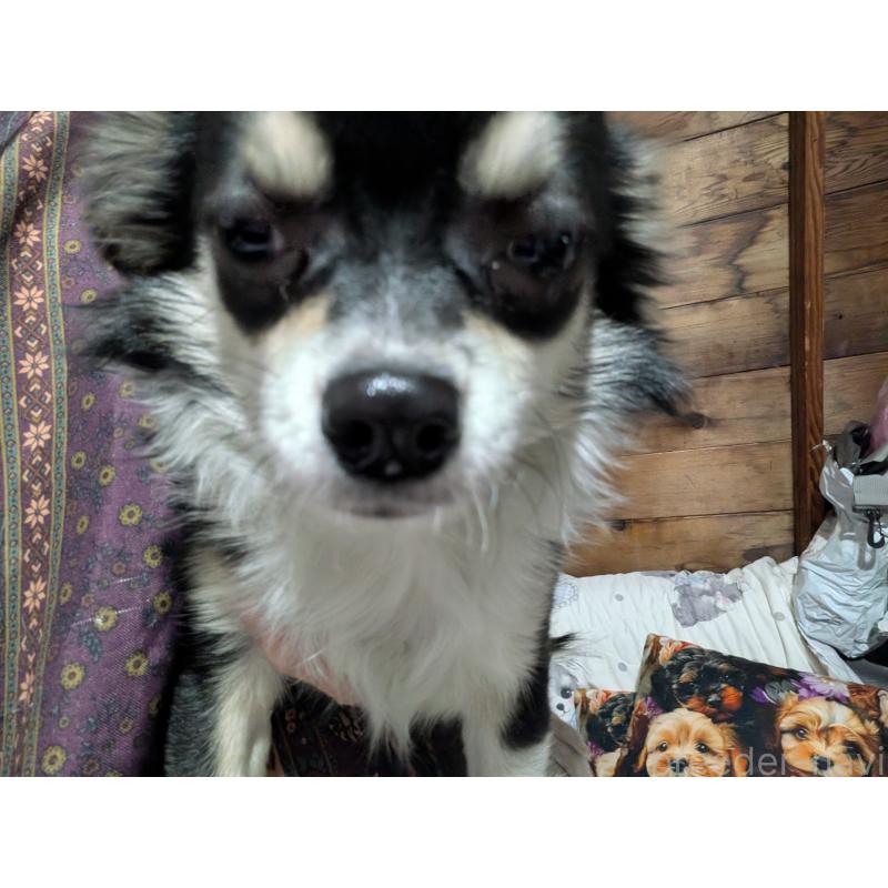 販売中の長野県のチワワ(ロングコート)-429514の2枚目