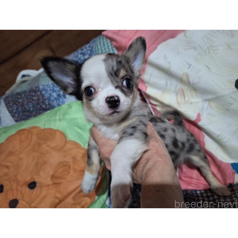 販売中の長野県のチワワ(ロングコート)-429515の3枚目