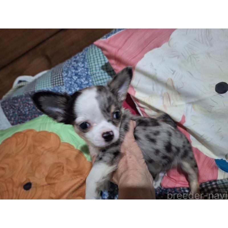 販売中の長野県のチワワ(ロングコート)-429515の2枚目