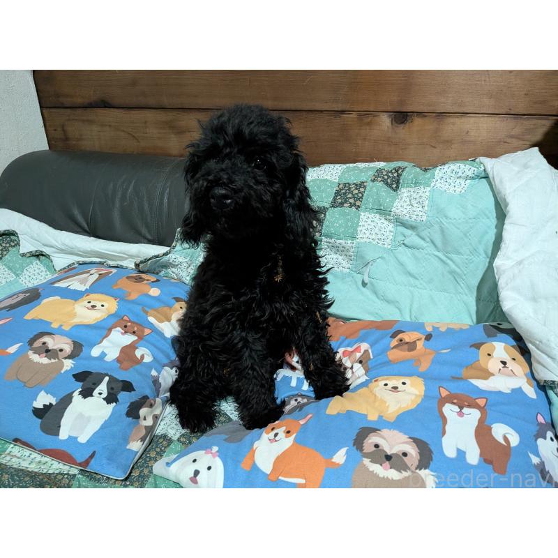 販売中の長野県のトイプードル-429516の5枚目