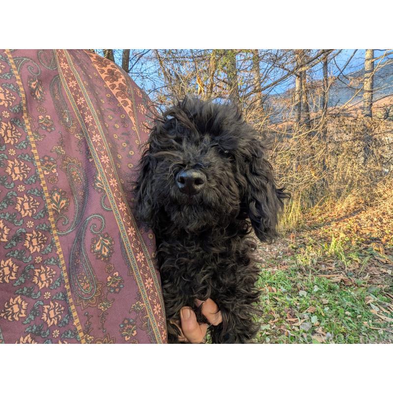 販売中の長野県のトイプードル-429516の2枚目