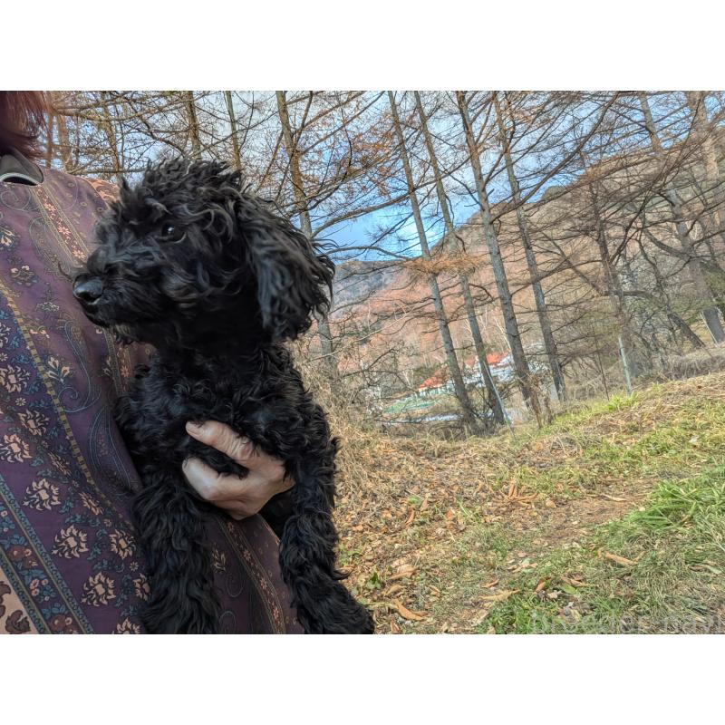 販売中の長野県のトイプードル-429517の5枚目