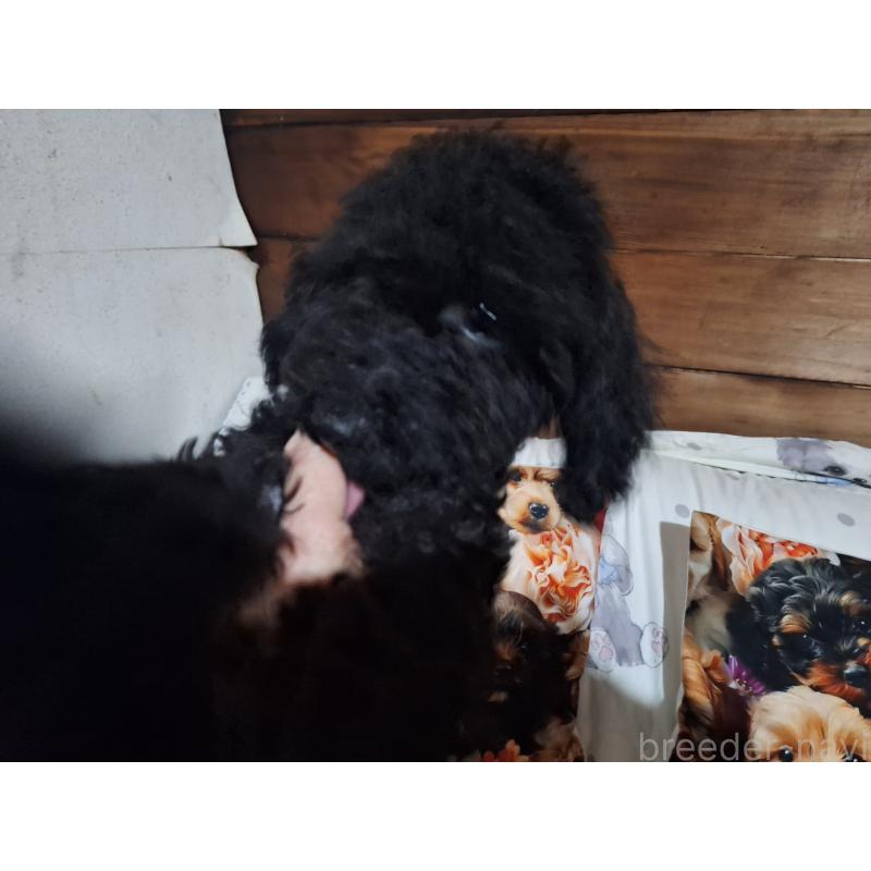 販売中の長野県のトイプードル-429517の4枚目