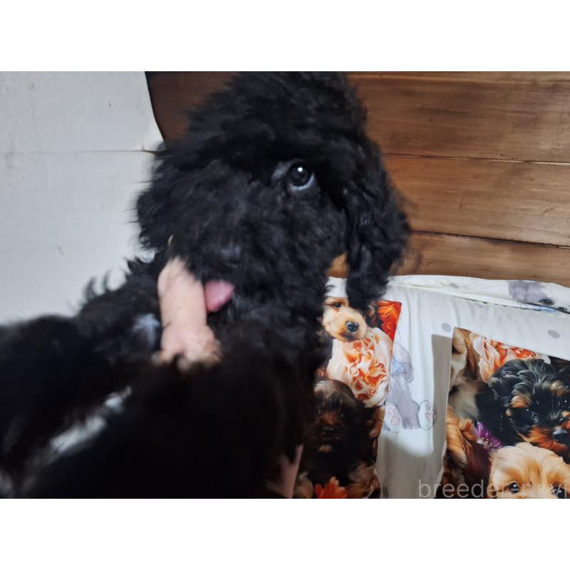 販売中の長野県のトイプードル-429517の2枚目