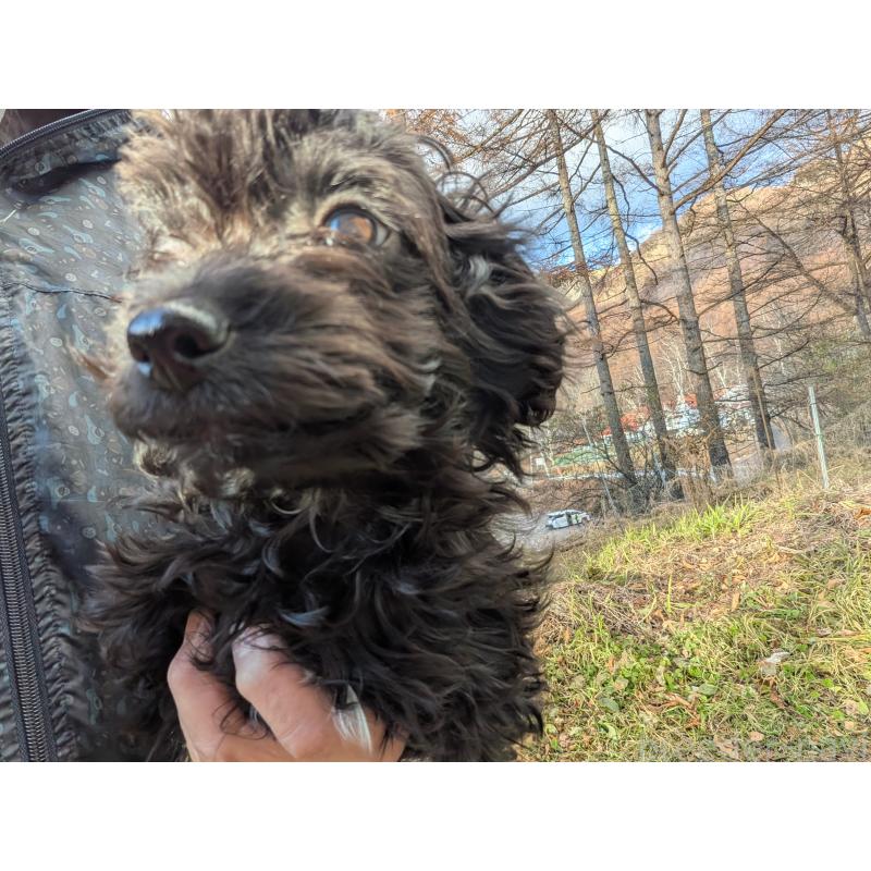 販売中の長野県のチワプー:チワワ×トイプードル-429518の5枚目