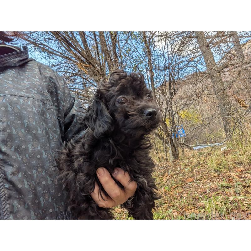 販売中の長野県のチワプー:チワワ×トイプードル-429518の4枚目