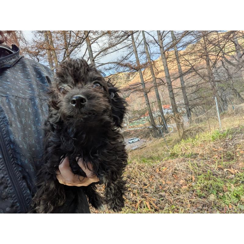 販売中の長野県のチワプー:チワワ×トイプードル-429518の3枚目