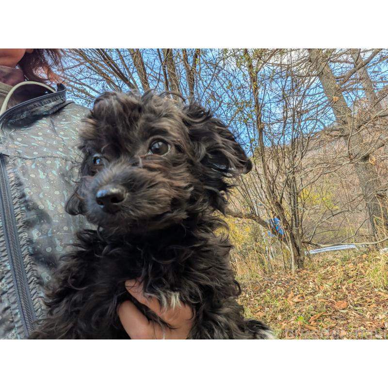 販売中の長野県のチワプー:チワワ×トイプードル-429518の2枚目