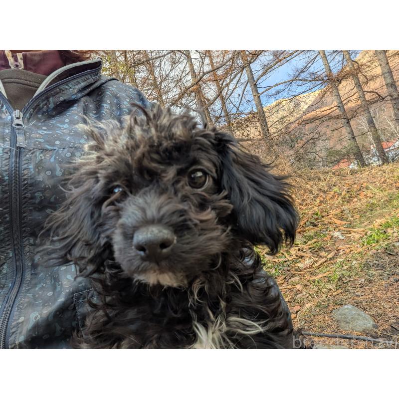 販売中の長野県のチワプー:チワワ×トイプードル-429519の4枚目