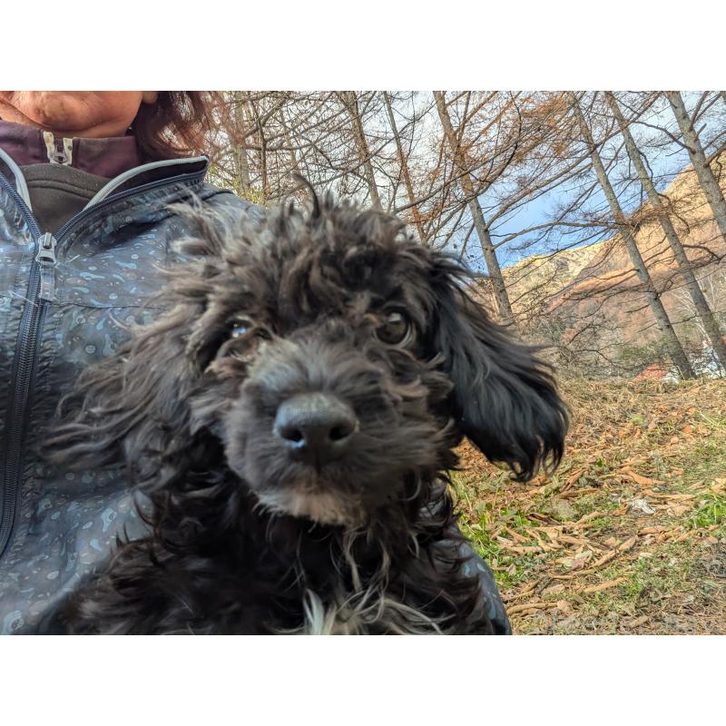 販売中の長野県のチワプー:チワワ×トイプードル-429519の3枚目