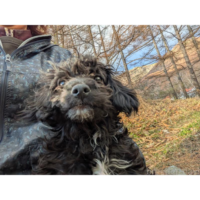 販売中の長野県のチワプー:チワワ×トイプードル-429519の2枚目