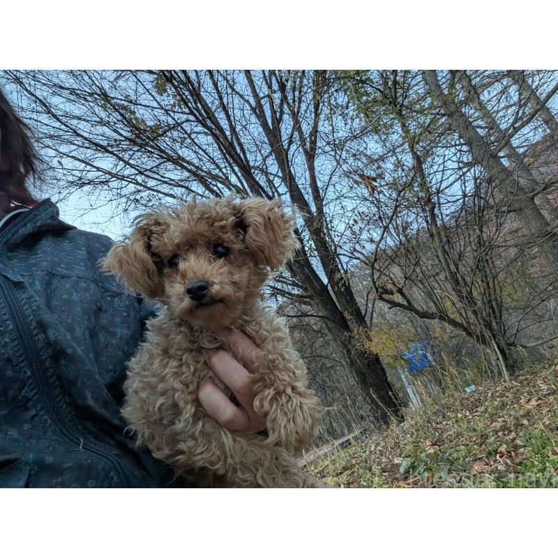 販売中の長野県のトイプードル-429521の9枚目