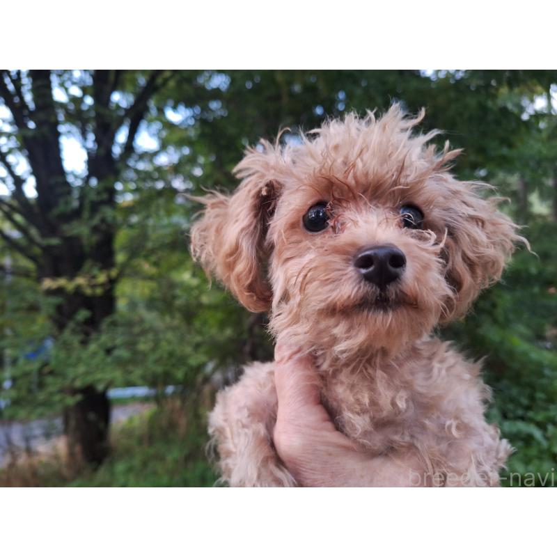 販売中の長野県のトイプードル-429521の7枚目