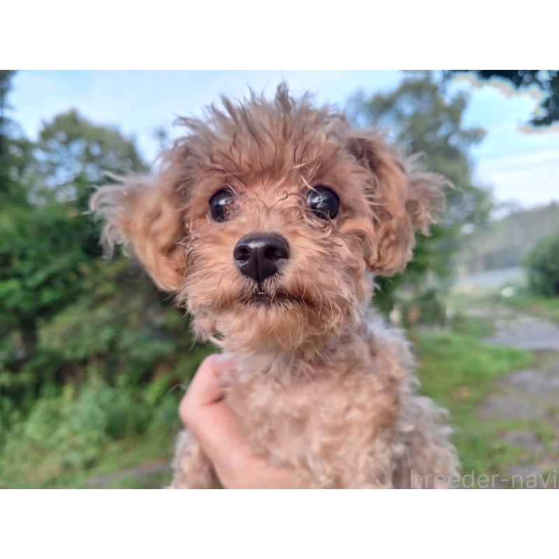 販売中の長野県のトイプードル-429521の6枚目