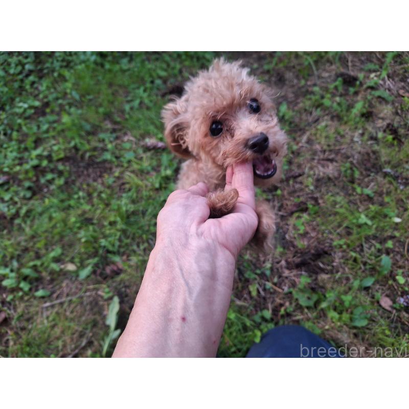 販売中の長野県のトイプードル-429521の5枚目