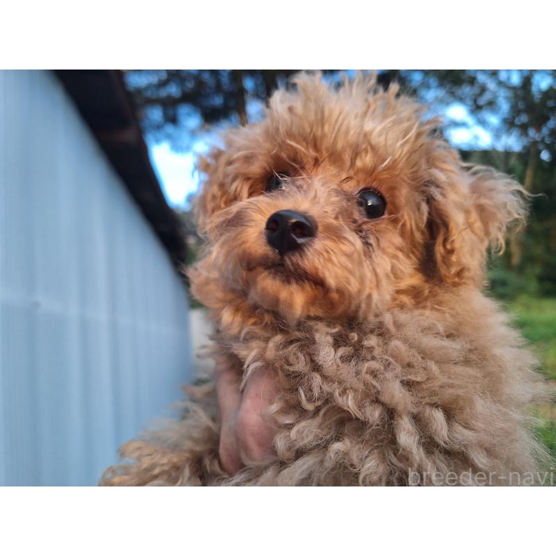 販売中の長野県のトイプードル-429521の4枚目