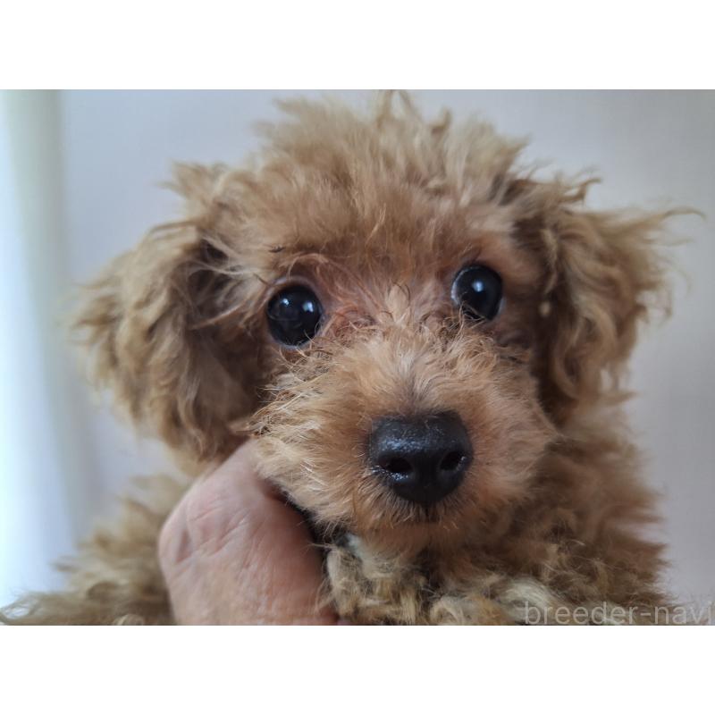 販売中の長野県のトイプードル-429521の3枚目