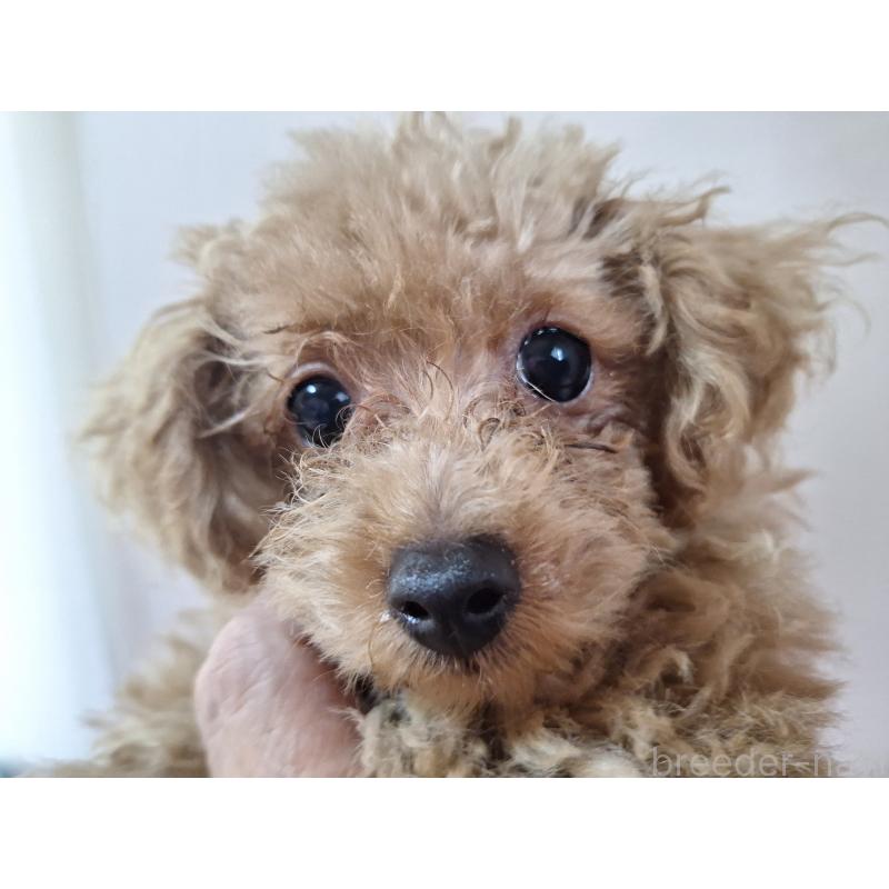 販売中の長野県のトイプードル-429521の2枚目