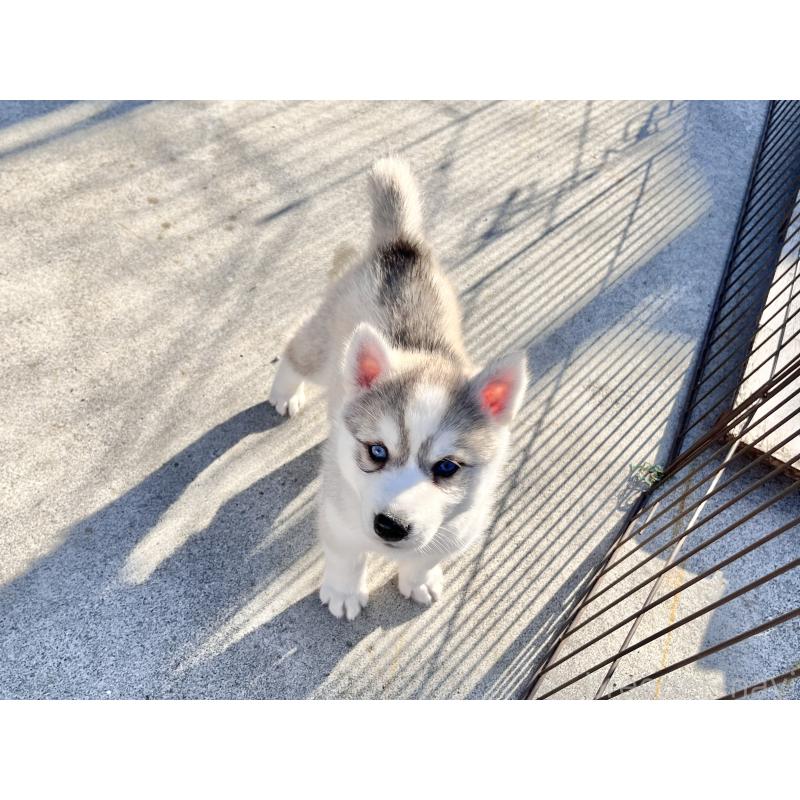 成約済の京都府のシベリアンハスキー-427861の5枚目