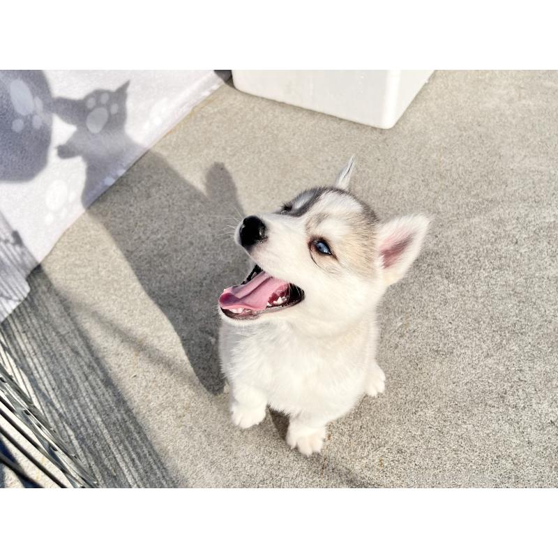 成約済の京都府のシベリアンハスキー-427861の2枚目