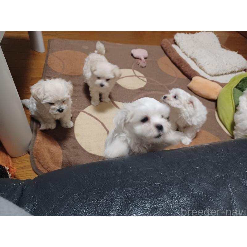 販売中の福岡県のマルチーズ-417688の4枚目